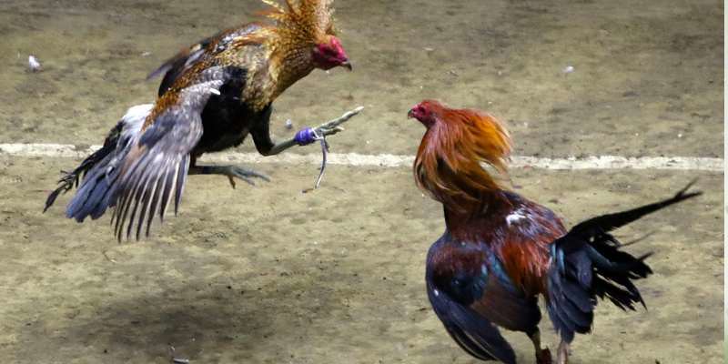 Đá Gà CPC1 Tại Alo789 – Đỉnh Cao Trận Đấu Và Cơ Hội Cá Cược Hấp Dẫn