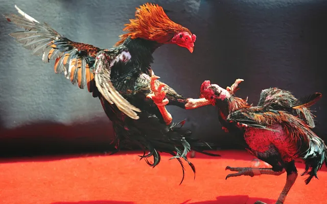 Đá Gà Philippines Alo789 – Sân Chơi Hợp Pháp Đỉnh Cao Cho Bet Thủ Đam Mê