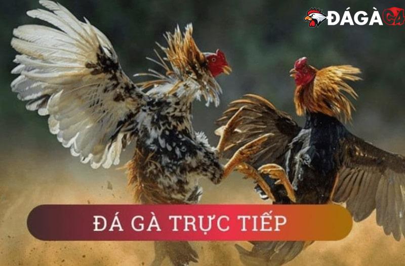 Trực Tiếp Đá Gà C1 Hôm Nay Alo789 – Khám Phá Cơ Hội Thắng Lớn